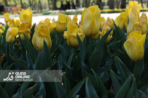 گزارش تصویری | جشنواره گل‌های لاله - مشهد