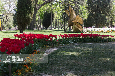 گزارش تصویری | جشنواره گل‌های لاله - مشهد
