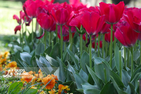 گزارش تصویری | جشنواره گل‌های لاله - مشهد