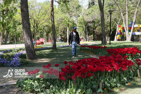 گزارش تصویری | جشنواره گل‌های لاله - مشهد