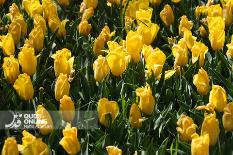 گزارش تصویری | جشنواره گل‌های لاله - مشهد