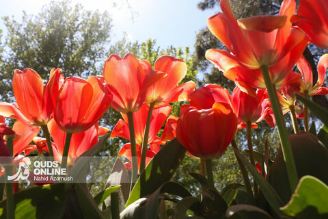 گزارش تصویری | جشنواره گل‌های لاله - مشهد