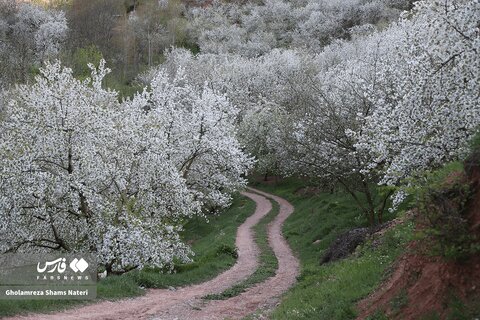 طبیعت بهاری کُجور