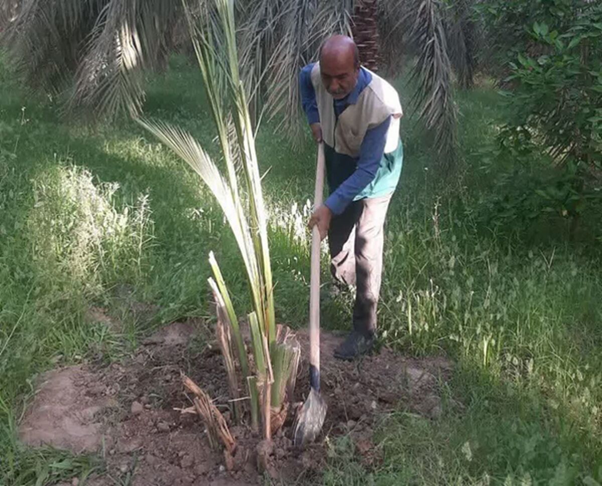 غرس ۱۰۰ اصله نهال به نیت امام شهید و شهدای جنگ رمضان در نرماشیر