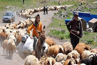نماینده مجلس: عشایر نباید قربانی تناقض قوانین شوند