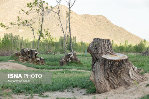 عکس | تصاویری ناراحت کننده از قطع گسترده درختان روستای اسکان