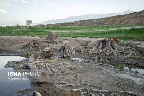 عکس | تصاویری ناراحت کننده از قطع گسترده درختان روستای اسکان