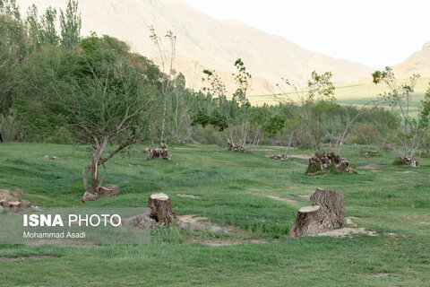 عکس | تصاویری ناراحت کننده از قطع گسترده درختان روستای اسکان