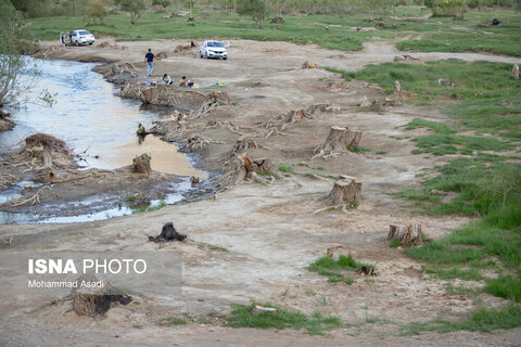 عکس | تصاویری ناراحت کننده از قطع گسترده درختان روستای اسکان