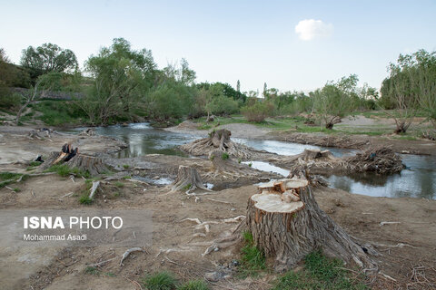 عکس | تصاویری ناراحت کننده از قطع گسترده درختان روستای اسکان