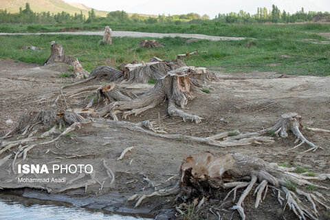 عکس | تصاویری ناراحت کننده از قطع گسترده درختان روستای اسکان