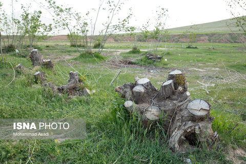 عکس | تصاویری ناراحت کننده از قطع گسترده درختان روستای اسکان