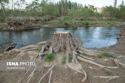 عکس | تصاویری ناراحت کننده از قطع گسترده درختان روستای اسکان