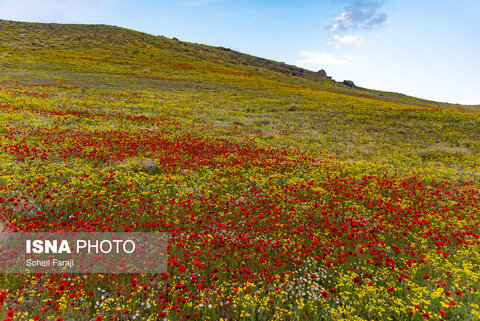 عکس | تصاویری بکر از طبیعت بهاری هزار رنگ ارومیه