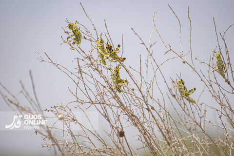 گزارش تصویری | حجوم ملخ کوهان‌دار به پهنه خراسان