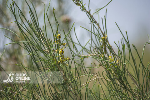 گزارش تصویری | حجوم ملخ کوهان‌دار به پهنه خراسان