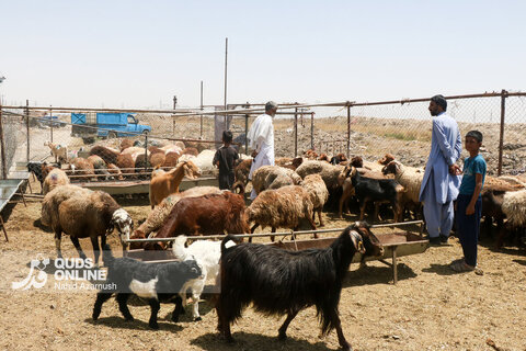 گزارش تصویری | تب عید قربان در بازار دام