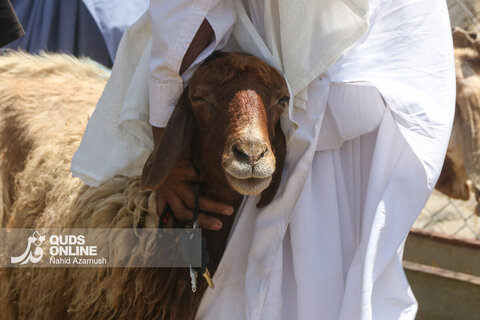 گزارش تصویری | تب عید قربان در بازار دام