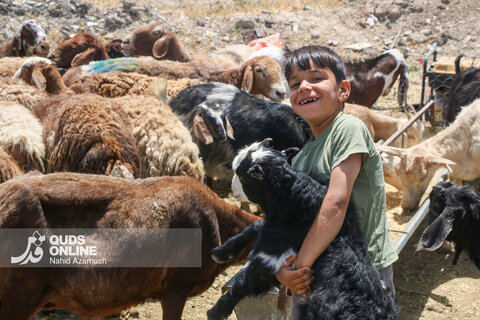 گزارش تصویری | تب عید قربان در بازار دام
