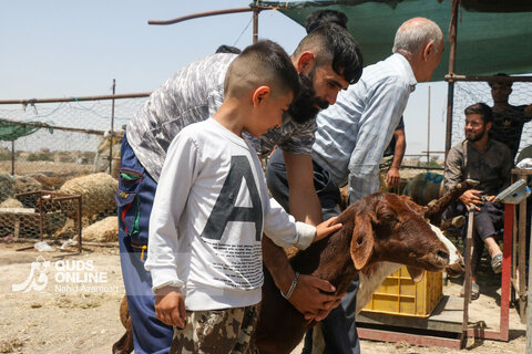 گزارش تصویری | تب عید قربان در بازار دام