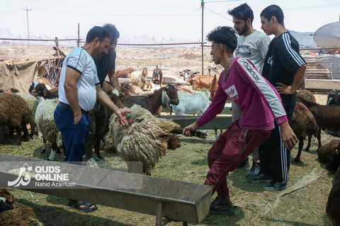 گزارش تصویری | تب عید قربان در بازار دام