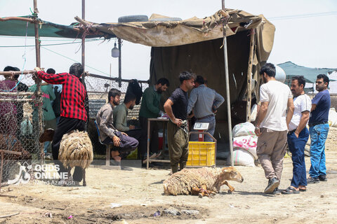 گزارش تصویری | تب عید قربان در بازار دام