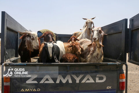 گزارش تصویری | تب عید قربان در بازار دام
