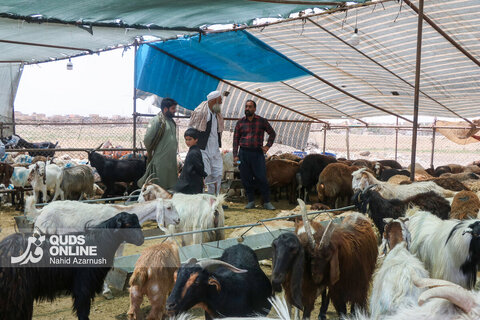 گزارش تصویری | تب عید قربان در بازار دام