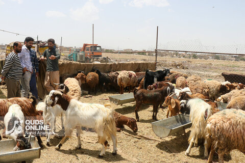 گزارش تصویری | تب عید قربان در بازار دام