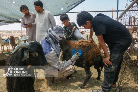 گزارش تصویری | تب عید قربان در بازار دام