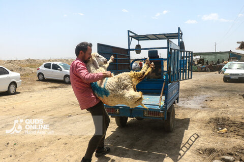 گزارش تصویری | تب عید قربان در بازار دام