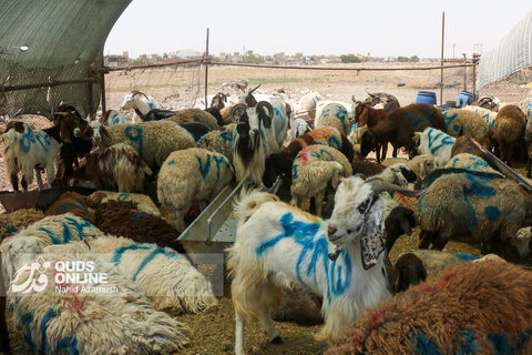 گزارش تصویری | تب عید قربان در بازار دام