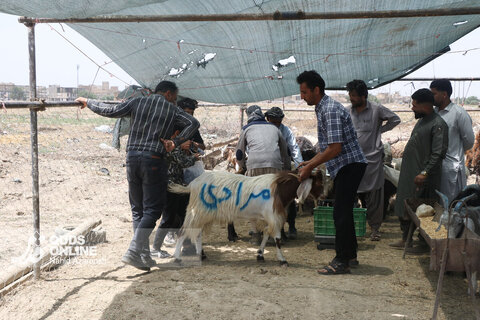 گزارش تصویری | تب عید قربان در بازار دام