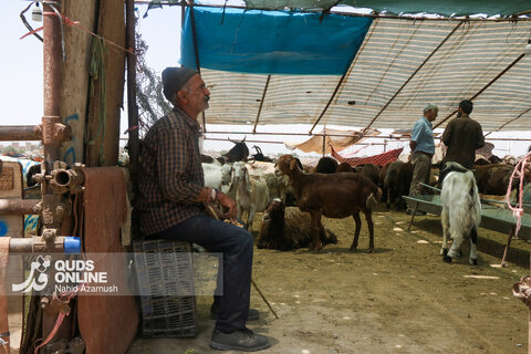گزارش تصویری | تب عید قربان در بازار دام
