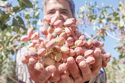 رئیس اتاق بازرگانی کرمان از چالش کشت سنتی باغ‌های پسته خبر می‌دهد/ سرریز بحران آب بر پسته