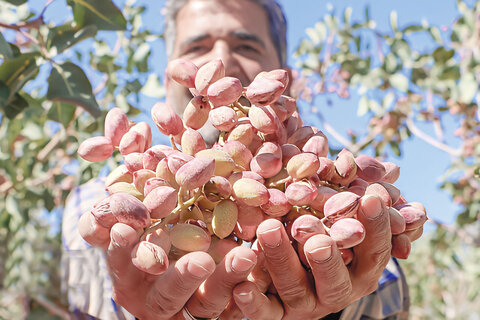 رئیس اتاق بازرگانی کرمان از چالش کشت سنتی باغ‌های پسته خبر می‌دهد/ سرریز بحران آب بر پسته