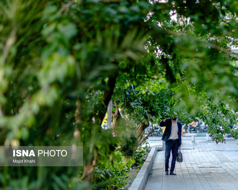 گزارش تصویری | درختان بی‌منت تهران