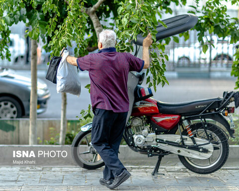 گزارش تصویری | درختان بی‌منت تهران