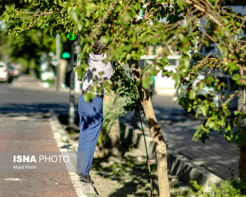 گزارش تصویری | درختان بی‌منت تهران