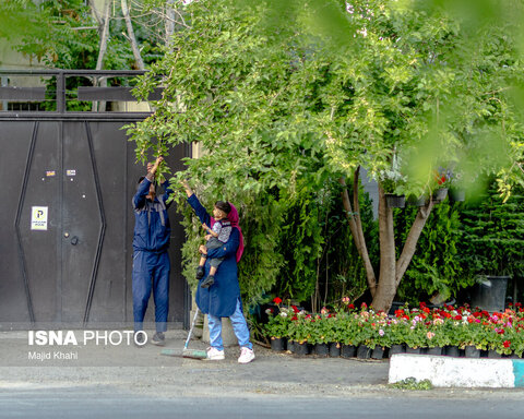 گزارش تصویری | درختان بی‌منت تهران