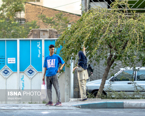 گزارش تصویری | درختان بی‌منت تهران