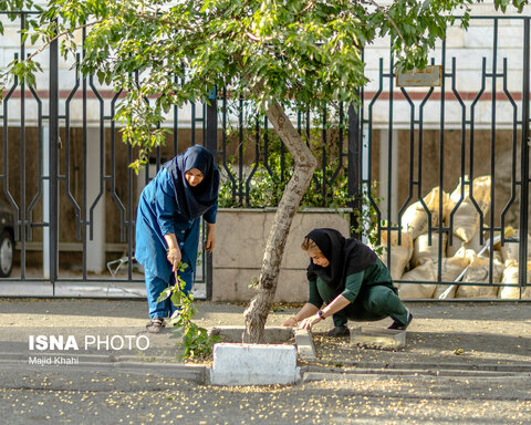 گزارش تصویری | درختان بی‌منت تهران
