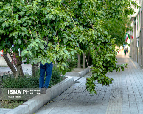 گزارش تصویری | درختان بی‌منت تهران