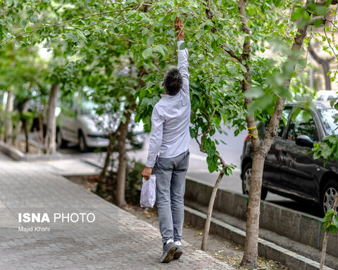 گزارش تصویری | درختان بی‌منت تهران