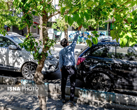 گزارش تصویری | درختان بی‌منت تهران