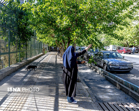 گزارش تصویری | درختان بی‌منت تهران
