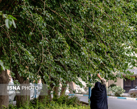 گزارش تصویری | درختان بی‌منت تهران