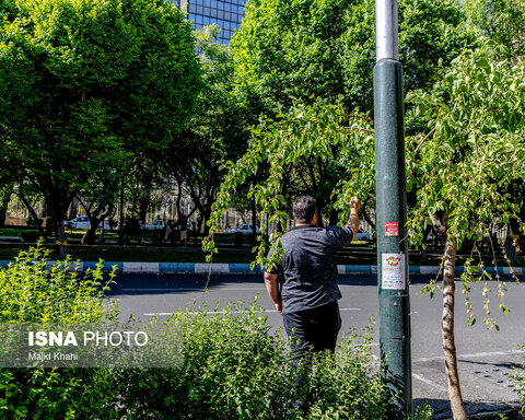 گزارش تصویری | درختان بی‌منت تهران