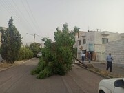 سقوط ۷۱ اصله درخت و آبگرفتگی در ۳۴ نقطه مشهد