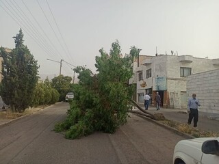 سقوط ۷۱ اصله درخت و آبگرفتگی در ۳۴ نقطه مشهد